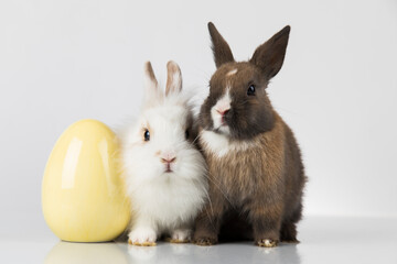 Eggs,Spring baby bunny, happy easter background