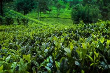 Field of green tea plantation