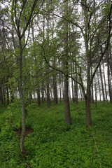 Fototapeta premium Foggy forest landscape on a summer day with a lot of green grass and plants in Estonia