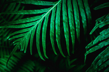 Full Frame of Tropical Leaves Texture Background. tropical leaf - obrazy, fototapety, plakaty