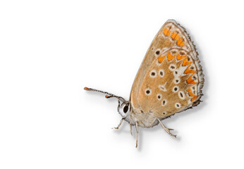 Butterfly, Southern Brown Argus, Aricia cramera isolated on white background.