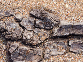 old tree bark texture with fine shell sand in cracks for abstract background and for wallpaper. focus on the center