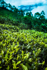 Fresh green tea plantation at Sri lanka