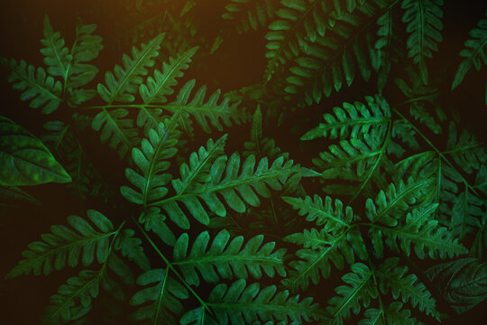 Full Frame of Tropical Leaves Texture Background. tropical leaf © Nabodin