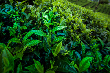 Close up of fresh tea leaves