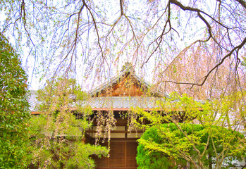 Fototapeta na wymiar 京都、本満寺の枝垂れ桜