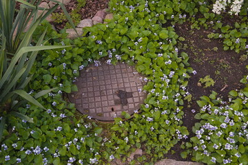 Cover from a septic tank surrounded by flourishing violets in the backyard of a rural house 