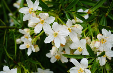 Choisya shrub with delicate small white flowers after rain in the morning sun. Mexican Mock Orange evergreen shrub.