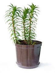 lilies plants growing in pot before blooming