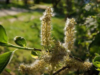 Salix caprea - willow tree with flowers and seeds close up