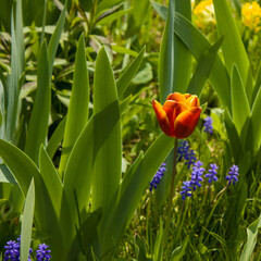 Spring background with tulip, muscari flowers, and green leaves.