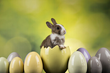 Rabbit, Bunny and easter eggs - 434044485