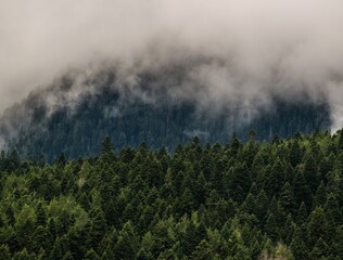 Coniferious forest on top of caucasus mountains, covered with fog and clouds, cold rainy morning in mountain forest, Arkhyz, Russia