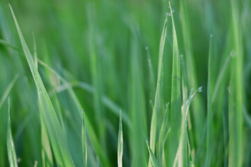 Green grass on a green background. Dewdrops glisten on the leaves
