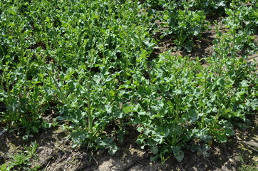 young rapeseed shoots before flowering.The sprouting of rape.