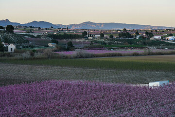 Fototapeta na wymiar Peach blossom in Cieza La Torre in the Murcia region in Spain