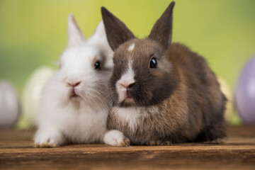 Happy easter,Eggs, Baby bunny