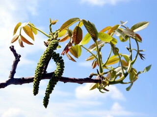 walnut tree -juglans regia tree in blossom at spring