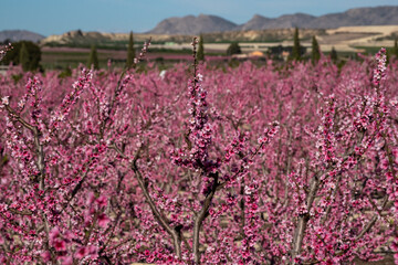 Obraz premium Peach blossom in Cieza, Mirador El Horno in the Murcia region in Spain