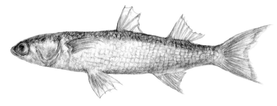 1 176 件の最適な リアル魚イラスト 画像 ストック写真 ベクター Adobe Stock 1 176 件の最適な リアル魚イラスト 画像 ストック写真 ベクター Adobe Stock