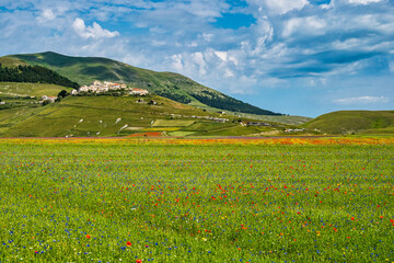 Lentil flowering with poppies and cornflowers in Castelluccio di Norcia, Italy