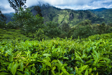 Fototapeta na wymiar Sri lanka, Asia, Beautiful fresh green tea plantation