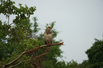 eagle on tree
