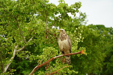 eagle on tree