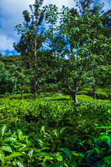 Fototapeta na wymiar Asia, Sri lanka. Beautiful fresh green tea plantation