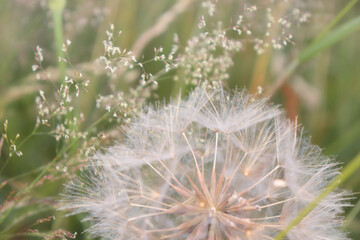 Beautiful soft white dandelion clock in a field of white flowers and green grass. 