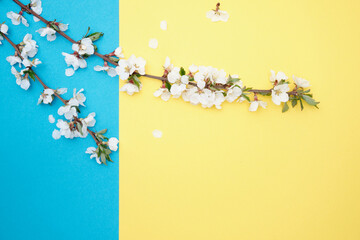 Cherry branches on a colored paper background. Spring flowers. Place for text