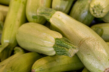 fresh zucchini in the market. Pumpkin in bulk
