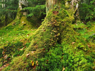 Moss covered trees in green forest
