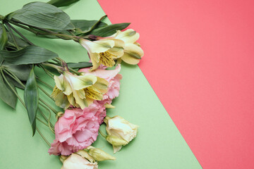 Rose buds on a colored paper background. Spring flowers. Place for text