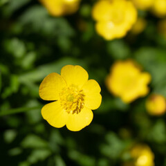 flor amarilla enfocada con fondo de las mismas flores desenfocadas