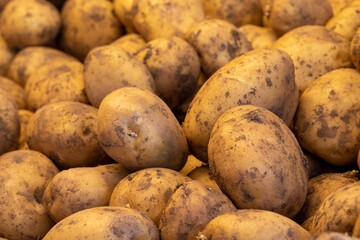 fresh potatoes in the market. potatoes in bulk. ripe potatoes in a street market