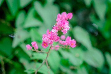 Antigonon leptopus flower is a bouquet of small pink