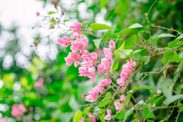 Antigonon leptopus flower is a bouquet of small pink
