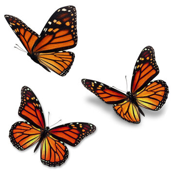 Three monarch butterfly