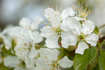 White sweet cherry blossoms during springtime