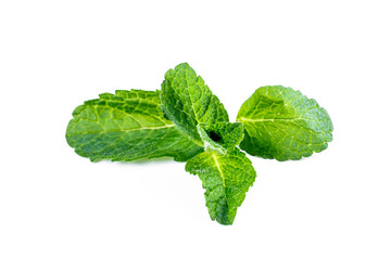 Green fresh raw mint leaves isolated on white background.
