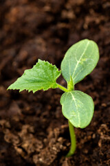 New green plants. Cucumber seedling starting to grow in moist soil. Growing your own healthy food