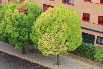 Árbol en la acera de la calle Monasterio de Samos en Madrid. Un árbol en una calle urbana del barrio de Montecarmelo en un día de principios de otoño.