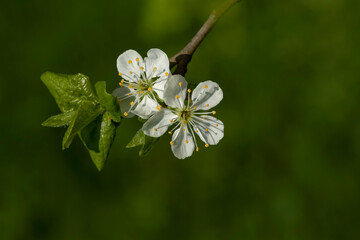 Two white flowers of a plum tree with leaves on a small branch