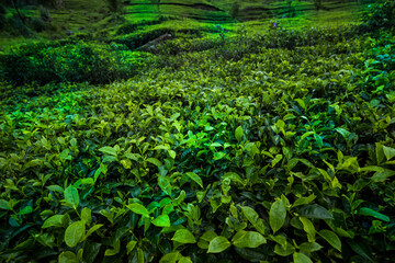 Fototapeta na wymiar Fresh green tea plantation at Sri lanka