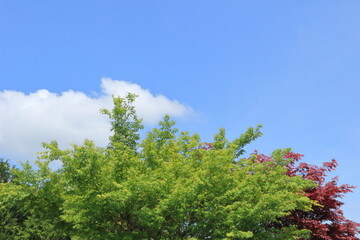 Obraz premium 新緑と紅色のカエデ