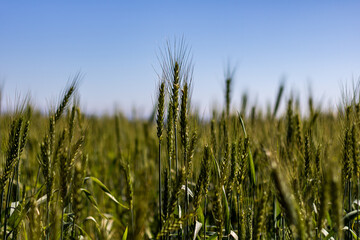 field of wheat