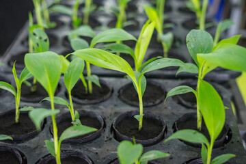 plantain seedlings are planted in the newly made banana greenhouse