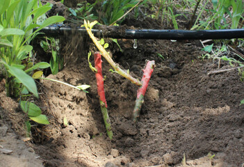 Drip irrigation of a rose bush in the backyard.  A rose bush is planted in the soil. Drops of water...
