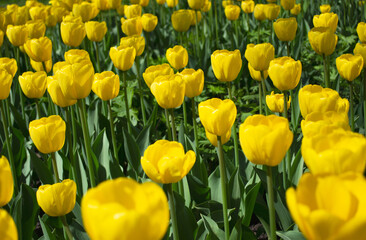 Obraz premium Blooming spring yellow tulips on blurred front and back background. Soft selective focus